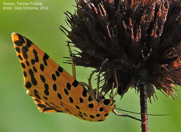 Papua Insects Foundation (Lepidoptera/Erebidae/Arctiinae/Argina astrea)